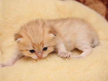 Cute kitten, animal, kitten, cat, feline, pet HD wallpaper