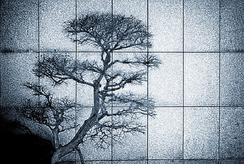 Bonsai, blue, abstract, art HD wallpaper
