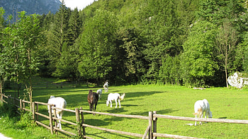 Lepena Slovenia, horses, trenta, lepena, slovenia, bovec HD wallpaper