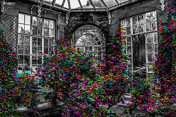 Flowers, Bw, Chb, Garden, Greenhouse HD wallpaper