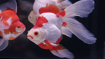 Ryukin, Goldfish HD wallpaper