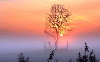 Sunset Tree, sunset, tree, nature HD wallpaper