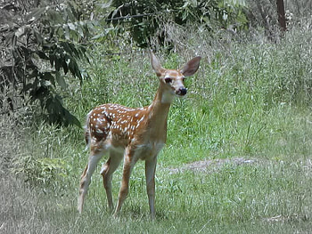 Young Fawn, trees, grass, fawn, deer HD wallpaper