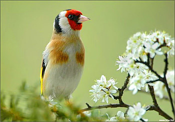 A little bird for Kathy, branch, white, black, bird, red, flowers, spring, gold HD wallpaper