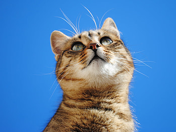 Looking up!!, sweet, animal, kitten, cat, feline, pet HD wallpaper