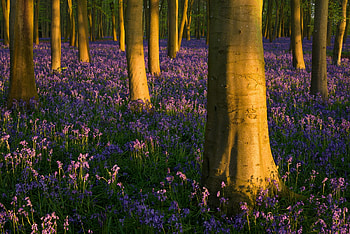 Forest, nature, tree, flower HD wallpaper