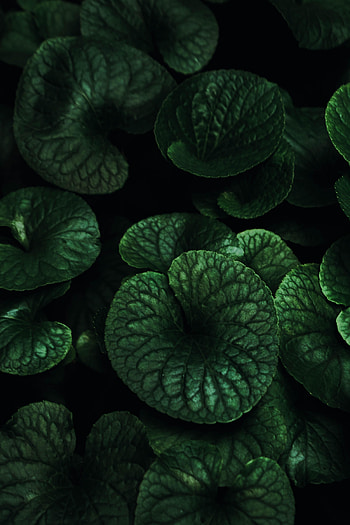 Leaves, Plant, Dark, Texture, Textures, Veins HD phone wallpaper