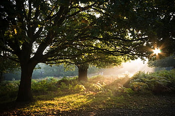 Warm morning sunlight beams through leafy forest trees, creating a que natural scene. HD wallpaper