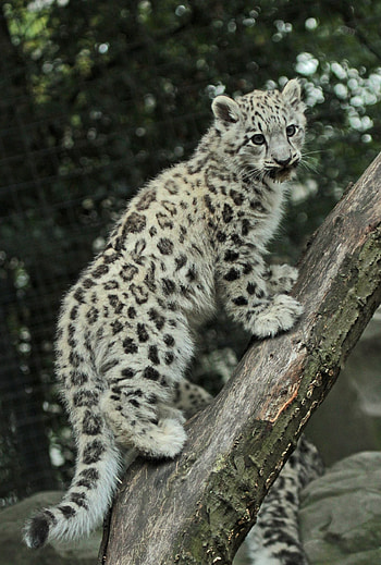 Snow Leopard ideas, Wild cats, Big cats, Breathtaking visuals HD phone wallpaper