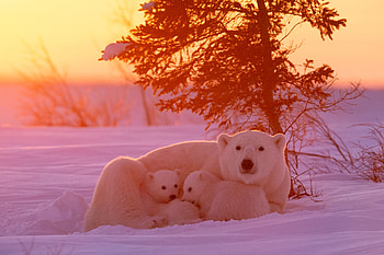 graphic marvels, Arctic wonders, Stunning polar, Nature's artistry HD wallpaper