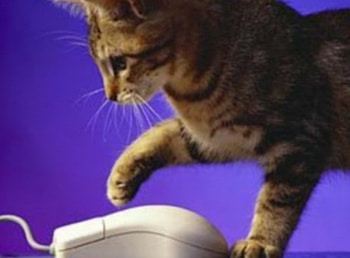 kitty and mouse, pretty kitty, nice move HD wallpaper