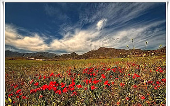 Campo de amapolas, sky, flowers, red HD wallpaper