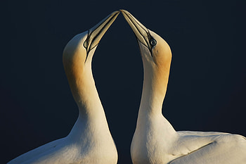 Animals, Love, Bird, Couple, Pair HD wallpaper
