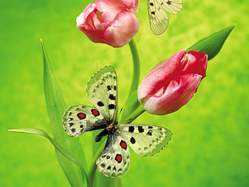 Butterflies, Insects HD wallpaper