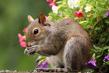 I Found A Snack, squirrels, animals, eating, flowers, petunias HD wallpaper