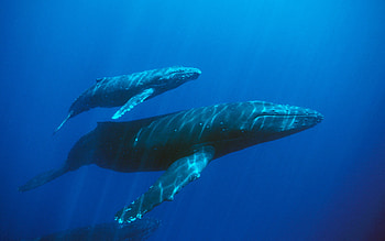 Humpback whale , Whale tail, Oceanic creature, Underwater beauty HD wallpaper