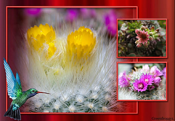 PRETYY CACTI, PRETTY, YELLOW, CACTUS, PINK HD wallpaper