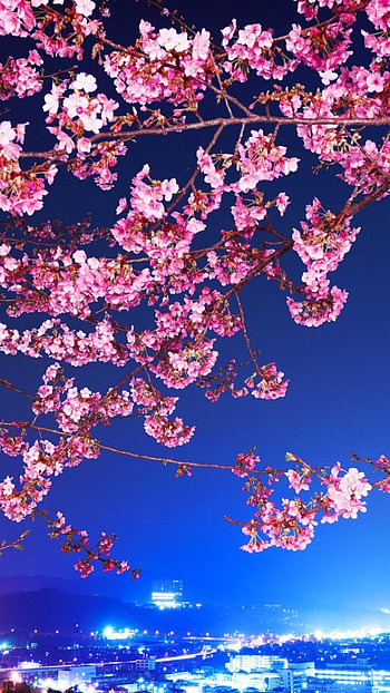 cherry blossom full HD phone wallpaper