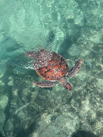 Animals, Water, Sea, To Swim, Swim, Turtle HD phone wallpaper