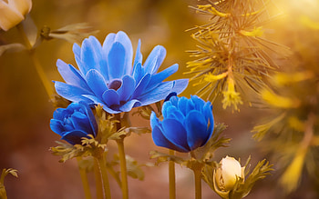 Blue Anemone, garden, beautiful, petals, blossoms HD wallpaper