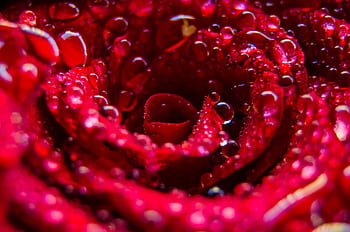 Macro shot of a red rose covered in water droplets, showcasing vibrant colors and natural beauty. HD wallpaper