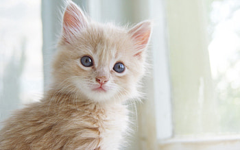Animals, Fluffy, Kitty, Kitten, Kid, Tot HD wallpaper
