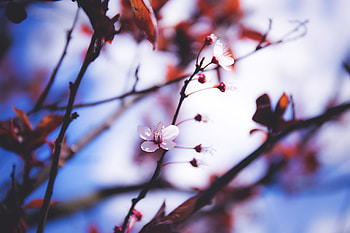 Flowers, Bloom, Flowering, Branch, Spring HD wallpaper