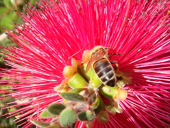 Plants, Flowers, Insects, Bees HD wallpaper