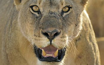 Hunter, cat, lion HD wallpaper