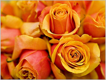 Plants, Flowers, Roses HD wallpaper