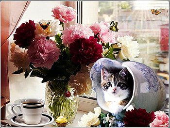 good morning, cat, flowers, coffrr, candy HD wallpaper