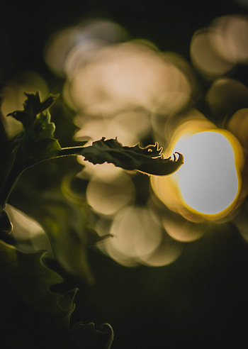 Plant, Macro, Blur, Smooth, Bokeh, Boquet, Sprout HD phone wallpaper