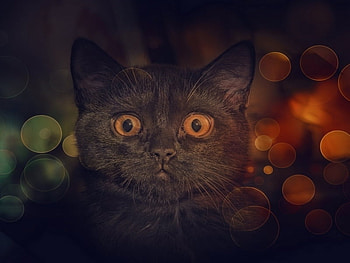 Iz I Going Madz, green, startled, eyes, cute, cat, funny, orange, spots HD wallpaper