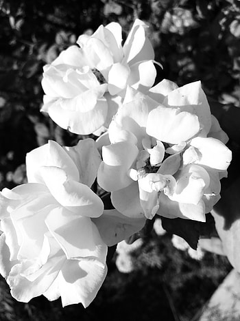 Flowers, monochrome graphy, petal HD phone wallpaper