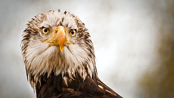 Animals, Feather, Beak, Sight, Opinion, Head, Eagle HD wallpaper