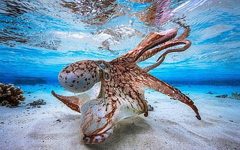 High definition beauty, Fascinating octopus, Samantha Johnson's post, Aquatic creature HD wallpaper