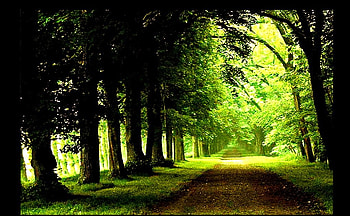 Get away from it all, lush, pathway, trees, peaceful, sunlit, forest HD wallpaper