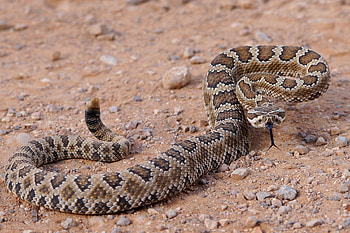 Rattlesnake strike, Lightning-fast motion, Deadly accuracy, Nature's defense HD wallpaper