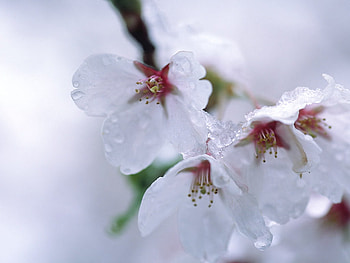 Plum blossoms, pink, pretty, plum, blossoms HD wallpaper