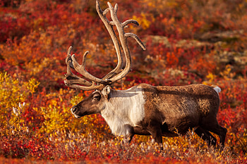 The barren-ground, Caribou HD wallpaper