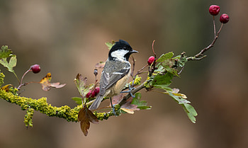 Bird, animal, nature, graphy HD wallpaper