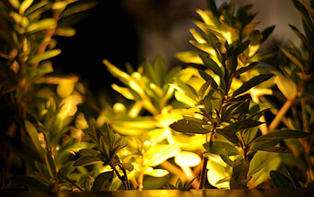 Grass, Leaves, Plant, Macro, Shine, Light, Shadow HD wallpaper
