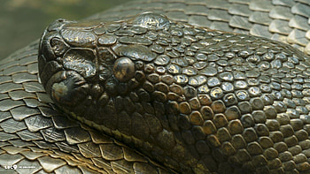Anaconda, Snake , Anaconda snake, Backgrounds HD wallpaper