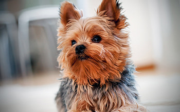 Yorkshire Terrier, Cute dog , High-quality , -friendly HD wallpaper