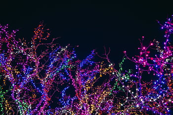 Colorful holiday lights illuminating tree branches against a dark night sky, perfect for festive backgrounds. HD wallpaper