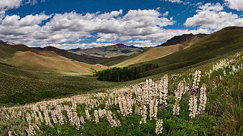 White Knob Mountains in Spring, Idaho, wildflowers, hills, blossoms, clouds, landscape, sky, usa HD wallpaper
