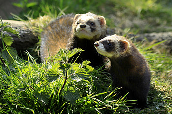 animal , Ferret , High resolution, variety HD wallpaper
