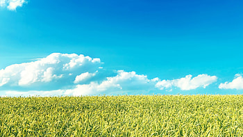 Field, grass, sky, nature HD wallpaper