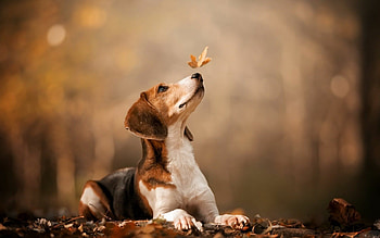 Beagle, Beagle autumn leaf, Dog graphy, Beagle HD wallpaper