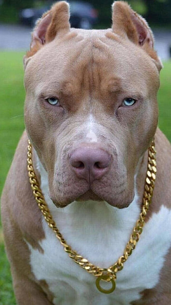 Pitbull Dog, Dog HD phone wallpaper